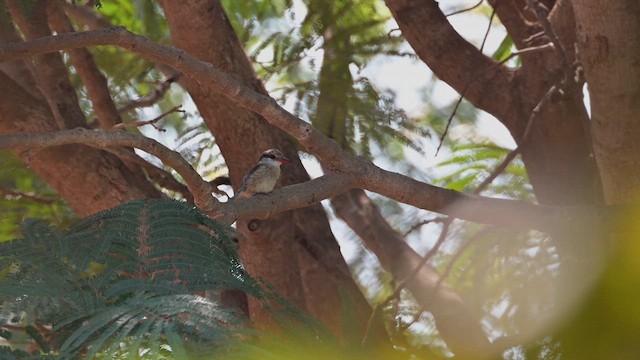 Striped Kingfisher - ML628032993