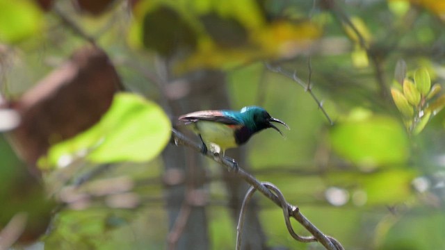 Variable Sunbird - ML628032994