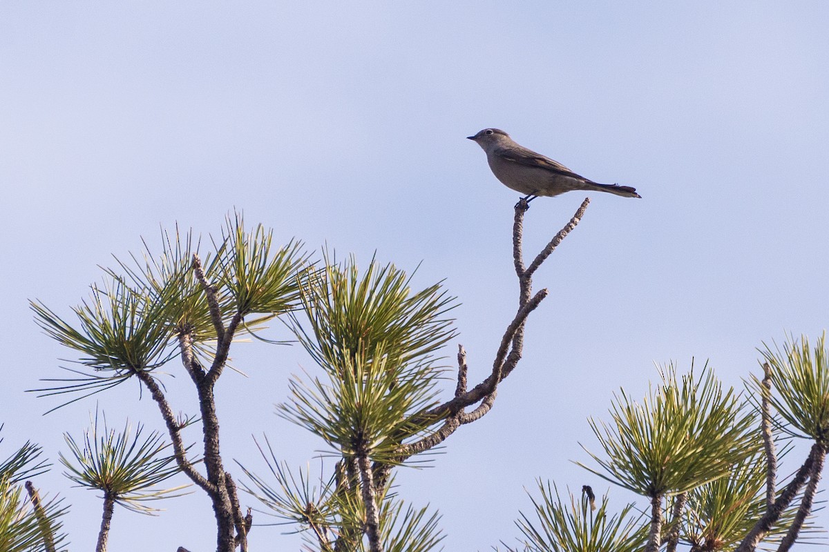 Townsend's Solitaire - ML628033027