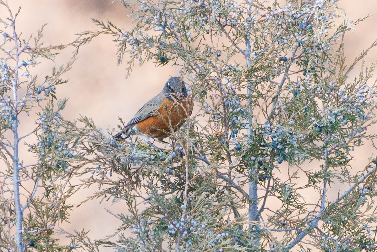 American Robin - ML628033036