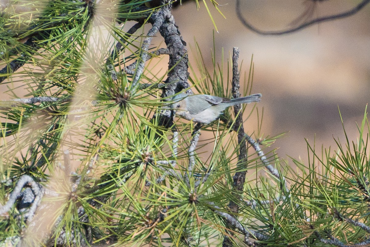 Bushtit - ML628033041