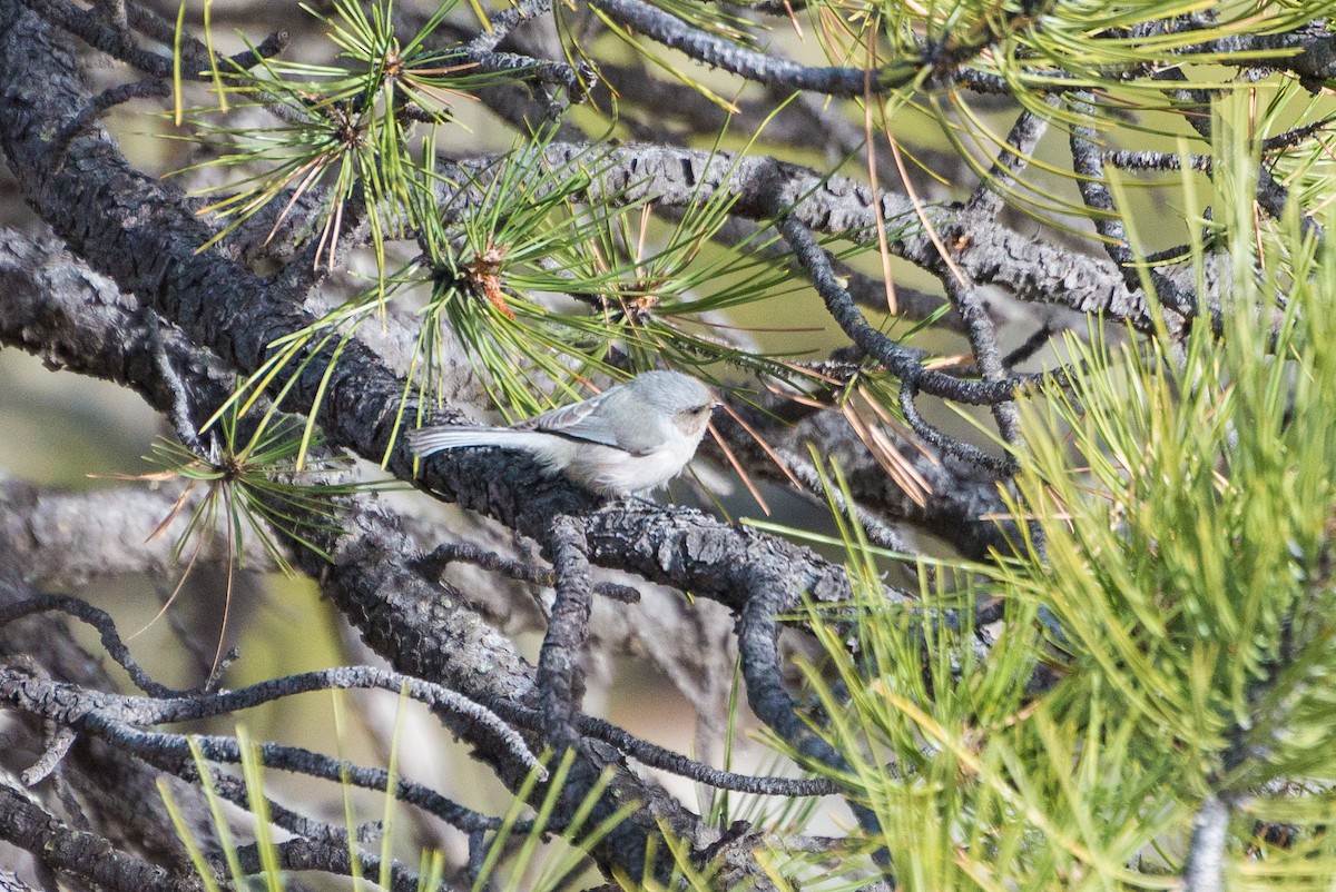 Bushtit - ML628033042