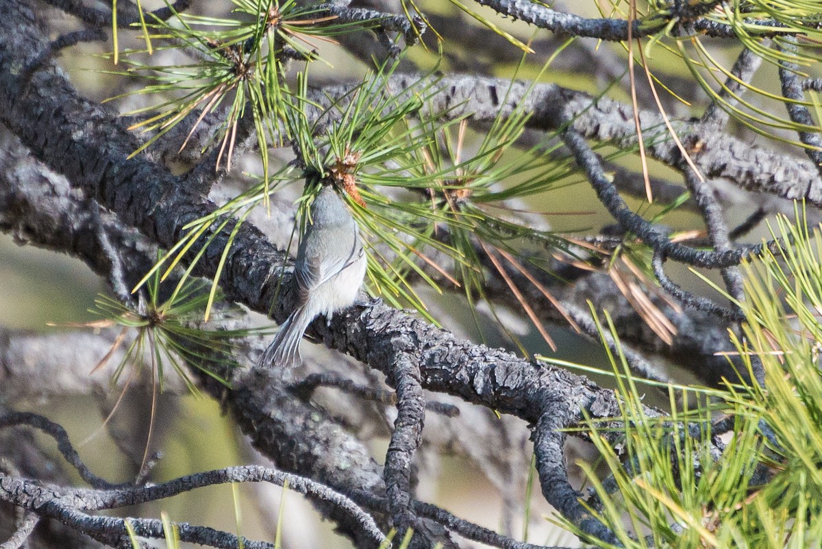 Bushtit - ML628033043