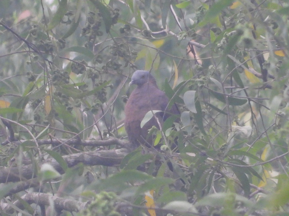 Pale-capped Pigeon - ML628033168