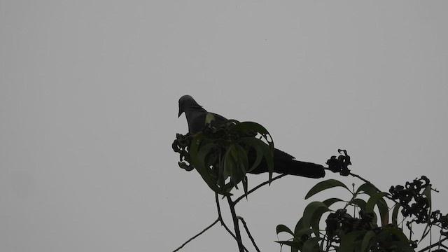 Pigeon marron - ML628033186
