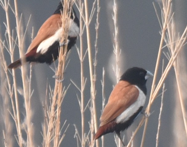 Tricolored Munia - ML628033192