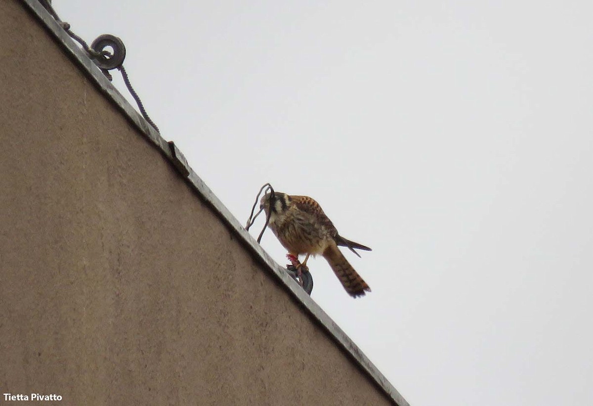 American Kestrel - ML628033193