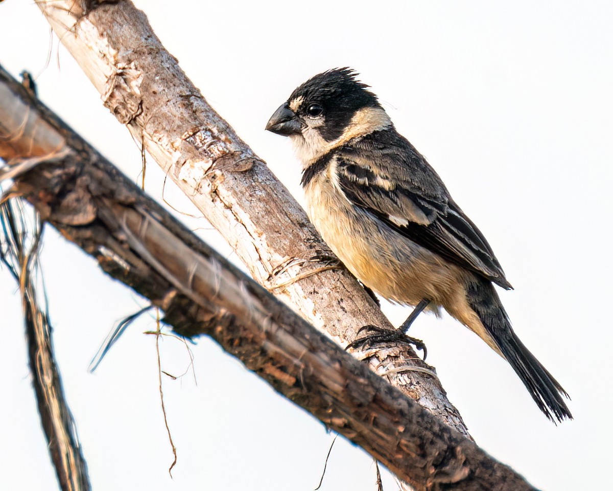 Rusty-collared Seedeater - ML628033196