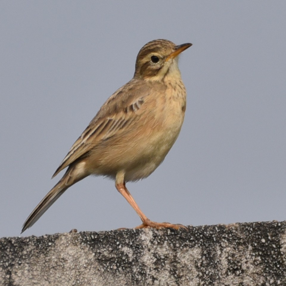 Paddyfield Pipit - ML628033198