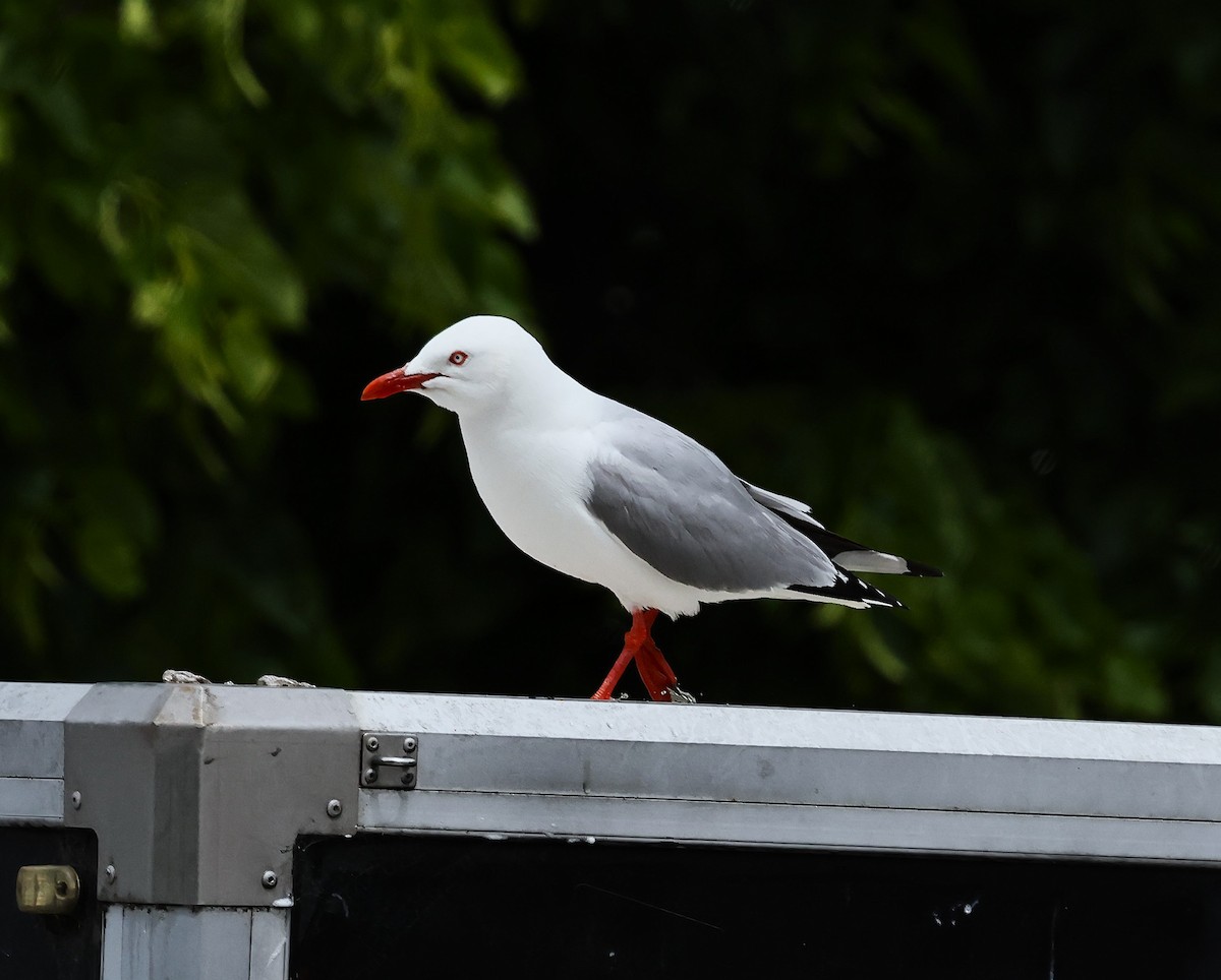 Silver Gull - ML628033201