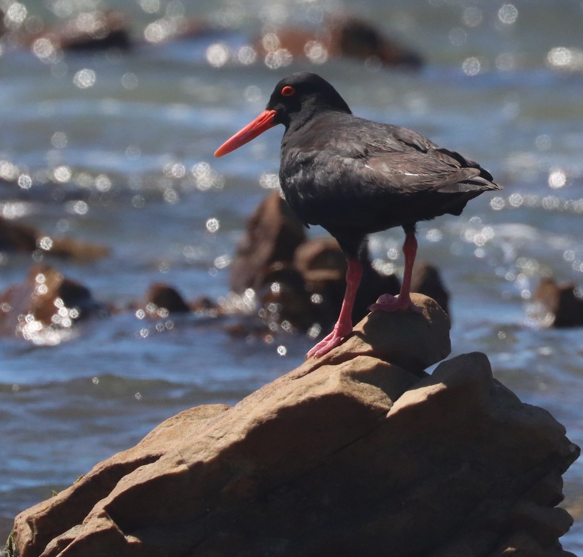 African Oystercatcher - ML628033204