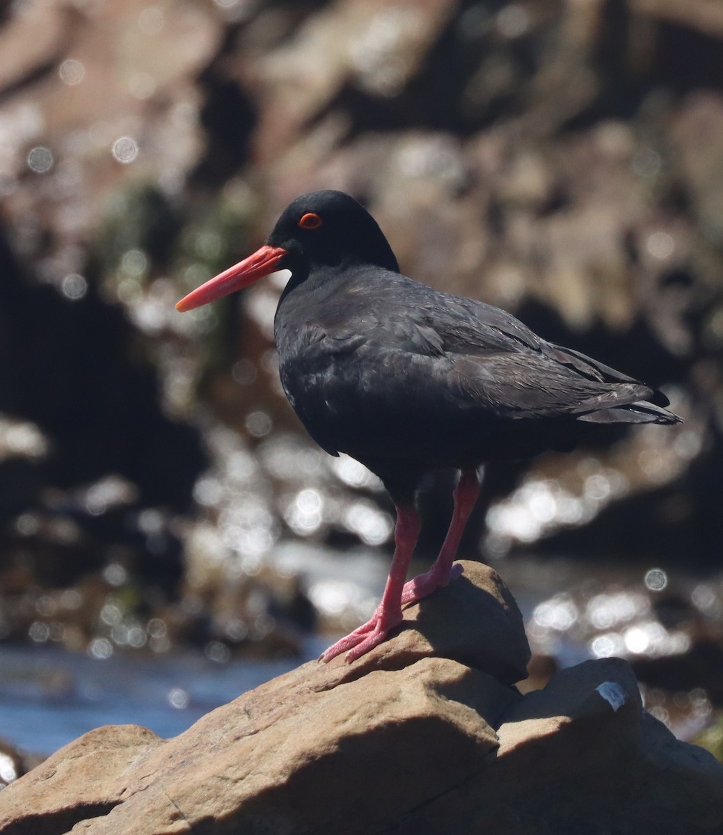 African Oystercatcher - ML628033206