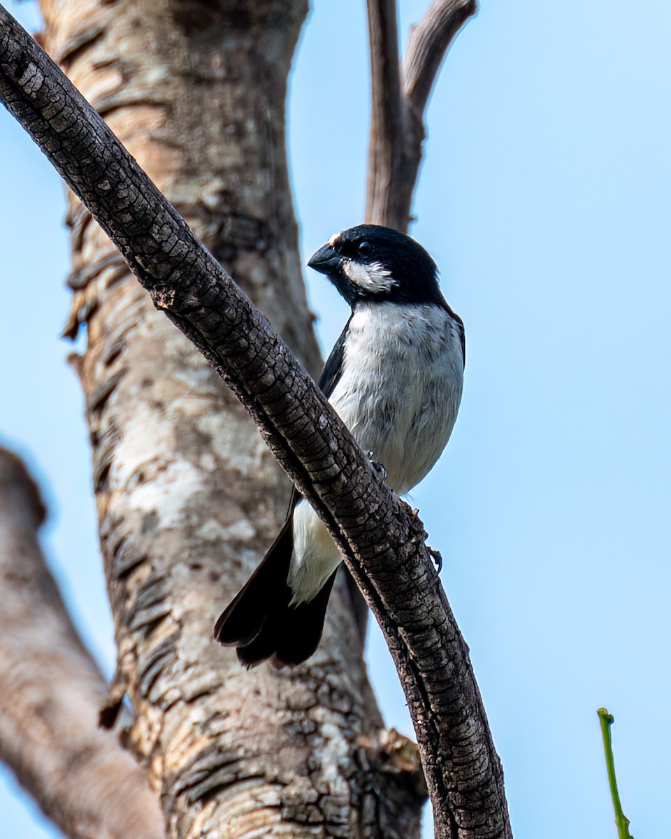 Lined Seedeater - ML628033207