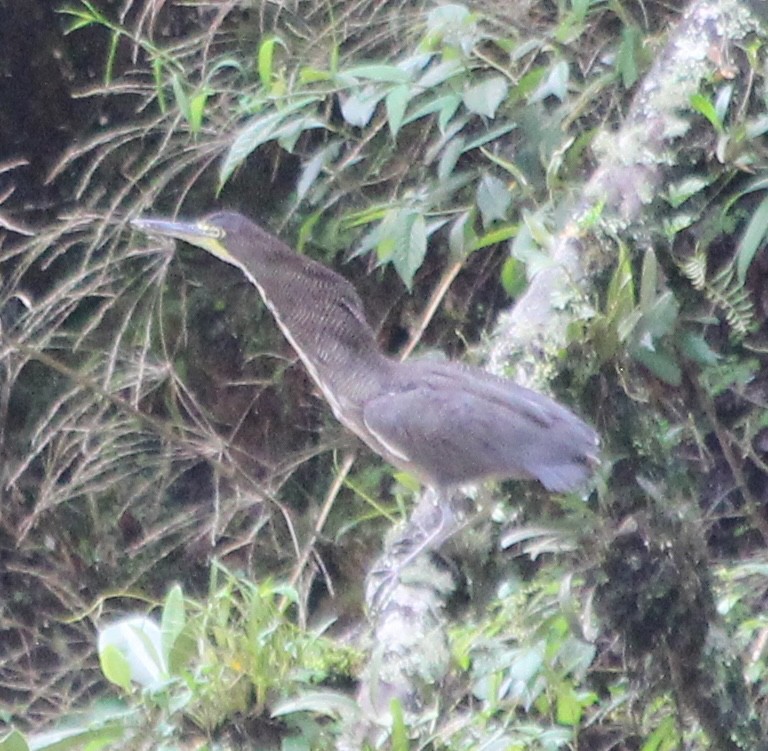 Fasciated Tiger-Heron - ML628033210