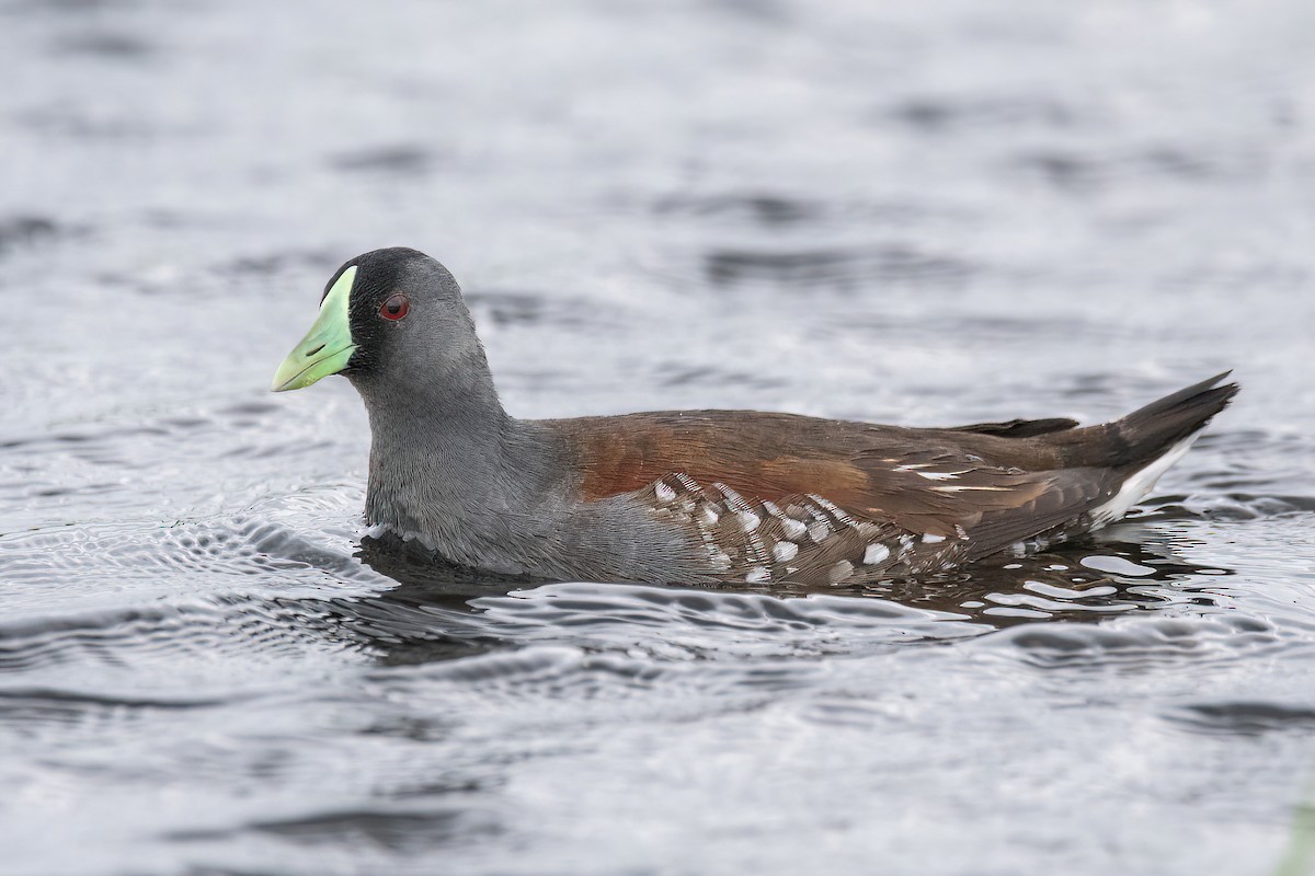 Spot-flanked Gallinule - ML628033212