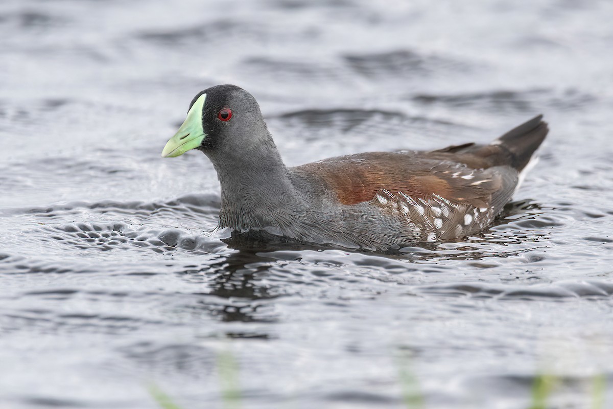 Spot-flanked Gallinule - ML628033213