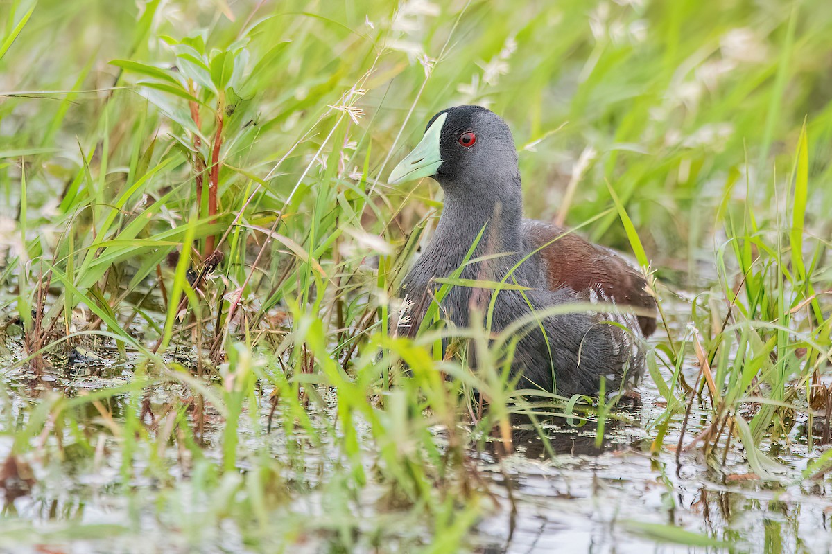 Spot-flanked Gallinule - ML628033214