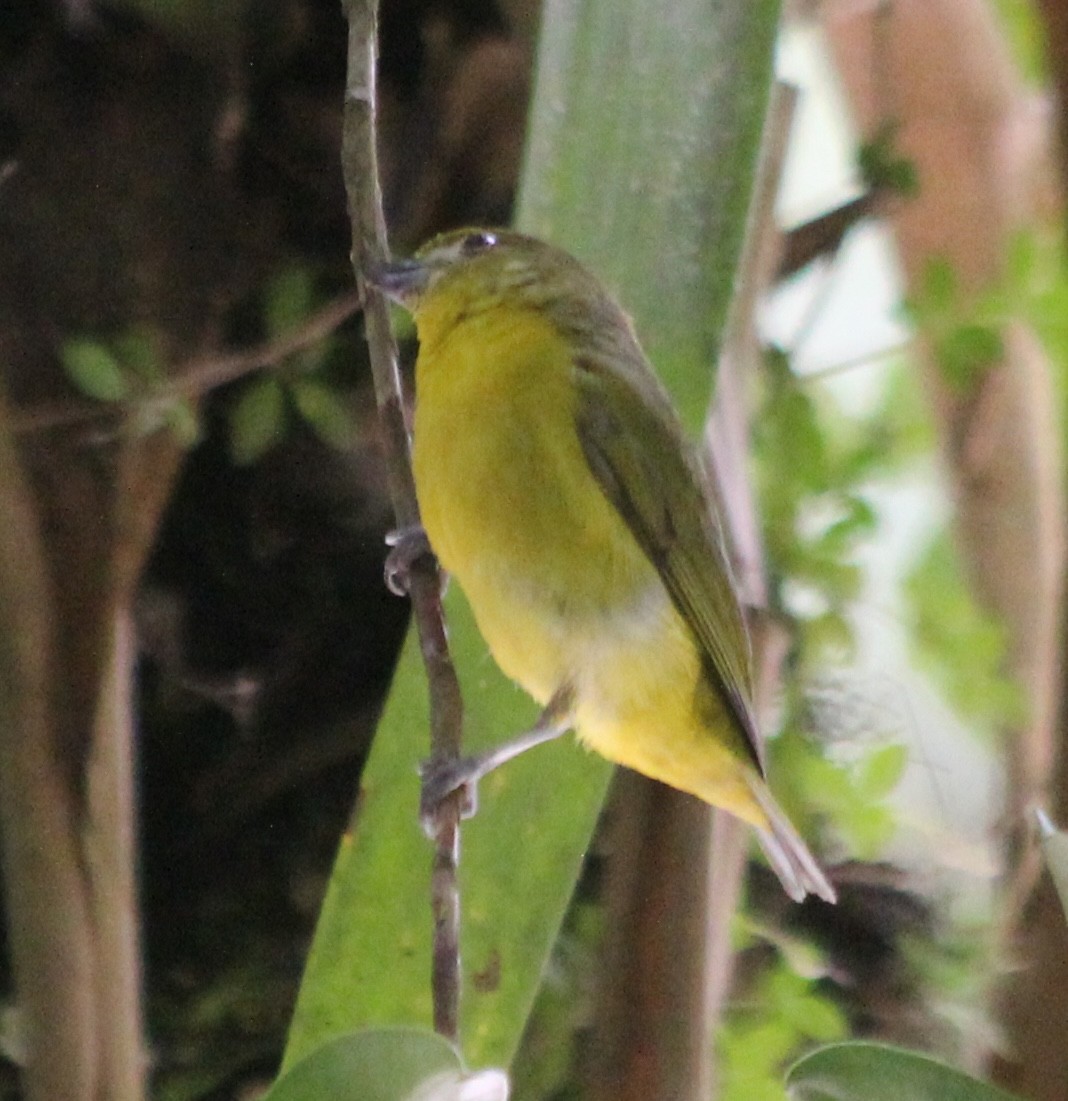 Thick-billed Euphonia - ML628033215