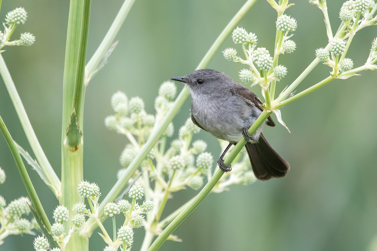 Sooty Tyrannulet - ML628033219