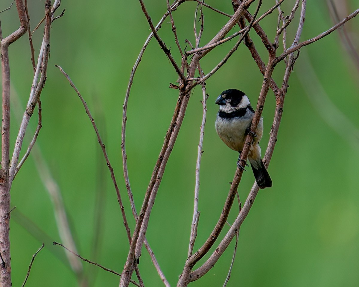 Rusty-collared Seedeater - ML628033224