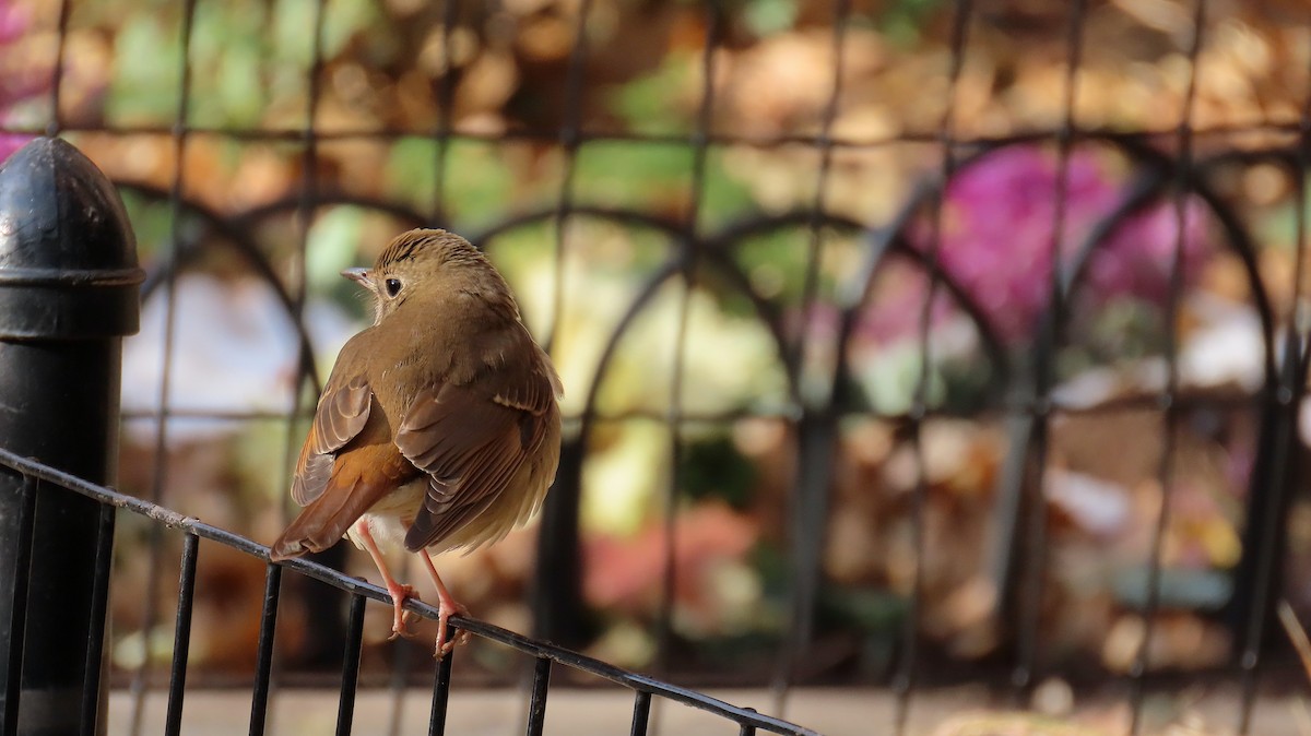 Hermit Thrush - ML628033240