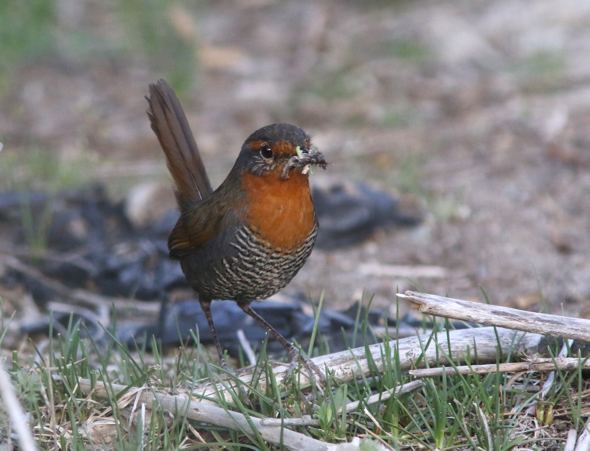 Chucao Tapaculo - ML628033275