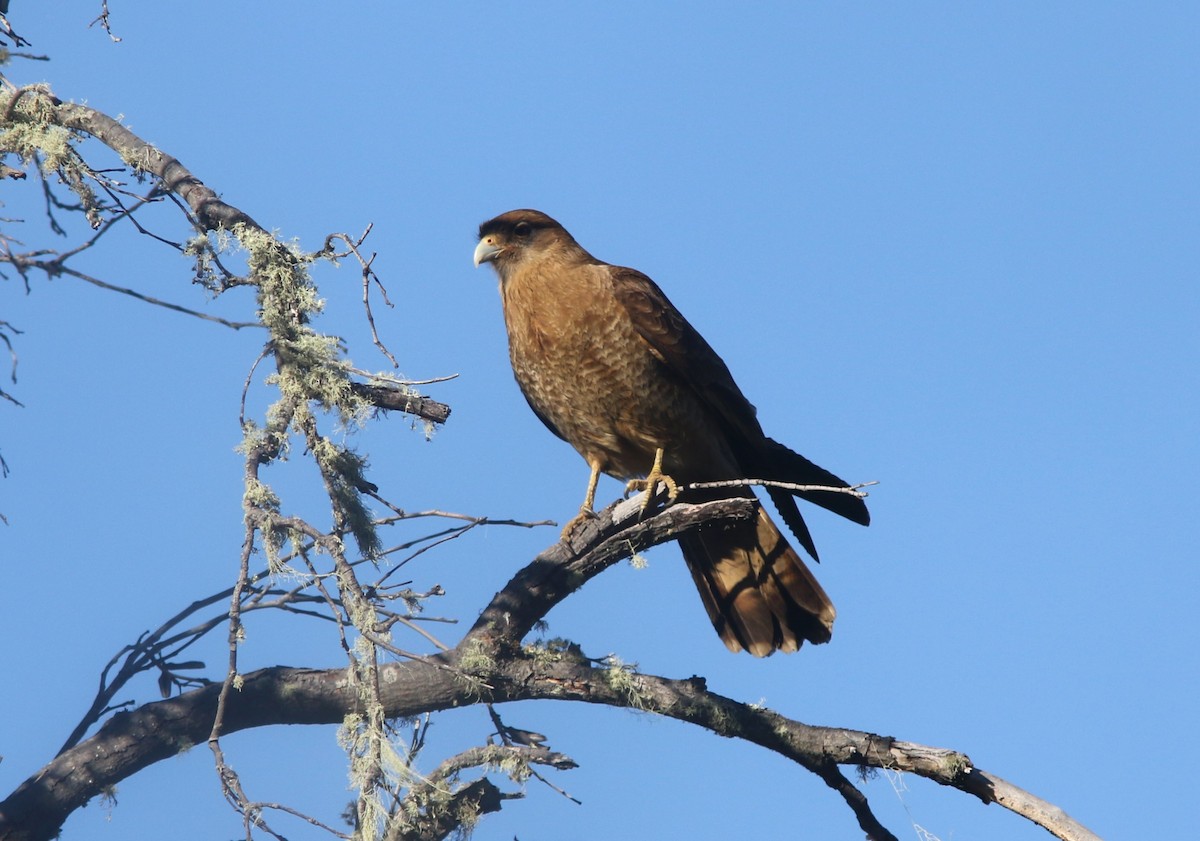 Chimango Caracara - ML628033300