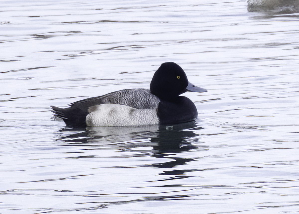 Lesser Scaup - ML628033308