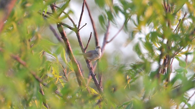 Singing Cisticola - ML628033412