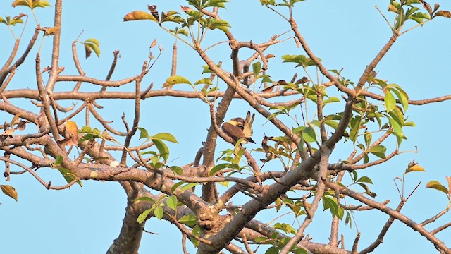 Воскоїд великий - ML628033413