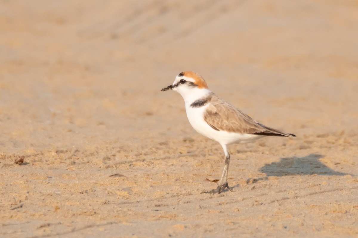 Kentish Plover - ML628033439