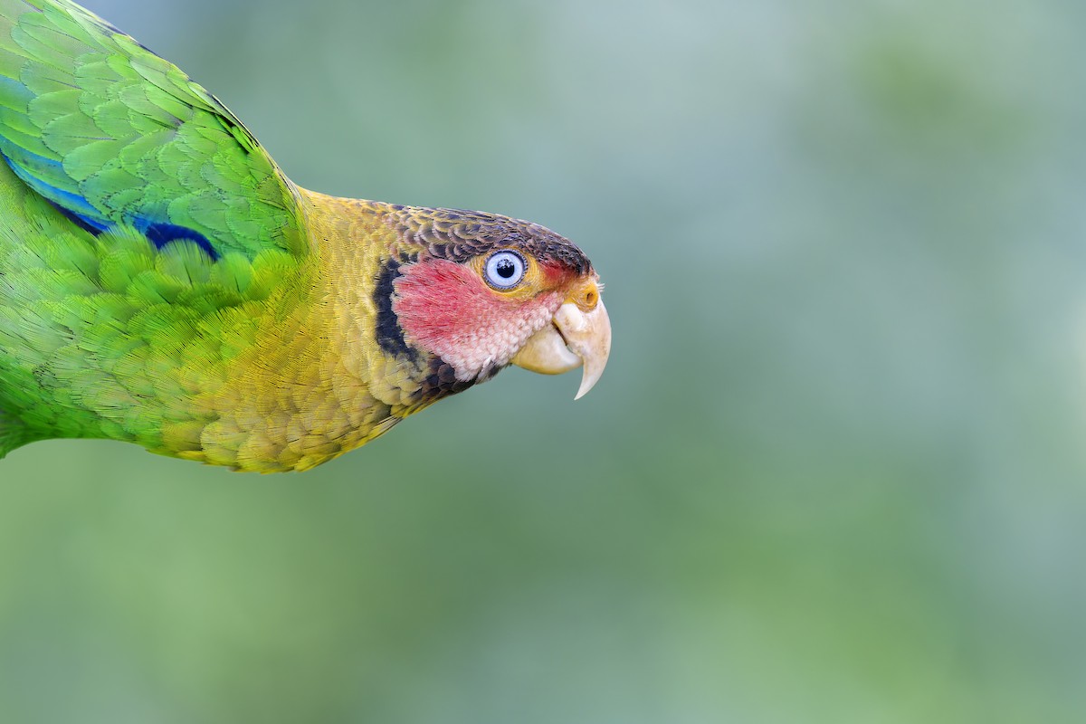 Rose-faced Parrot - ML628033441