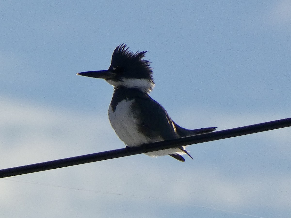 Belted Kingfisher - ML628033481