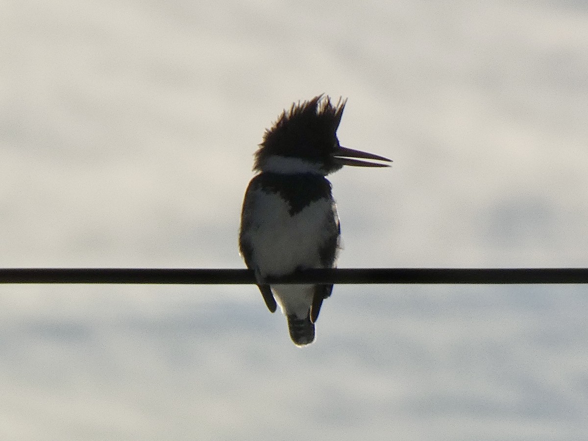 Belted Kingfisher - ML628033482