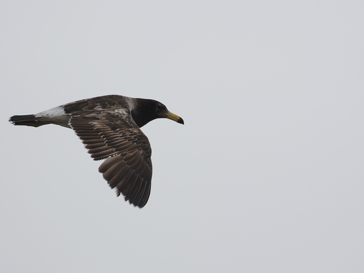 Belcher's Gull - ML628033514