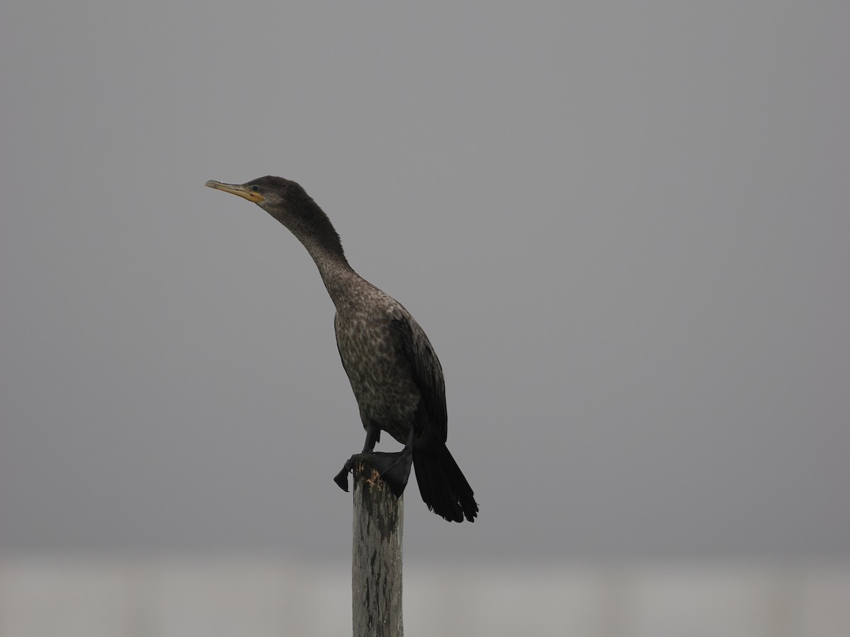 Neotropic Cormorant - ML628033523