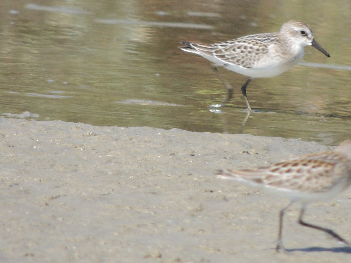 Semipalmated Sandpiper - ML628033548