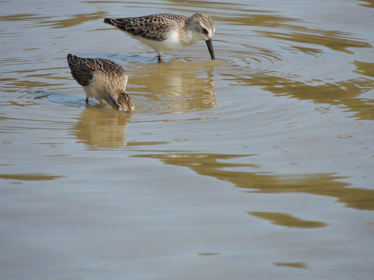 Semipalmated Sandpiper - ML628033550