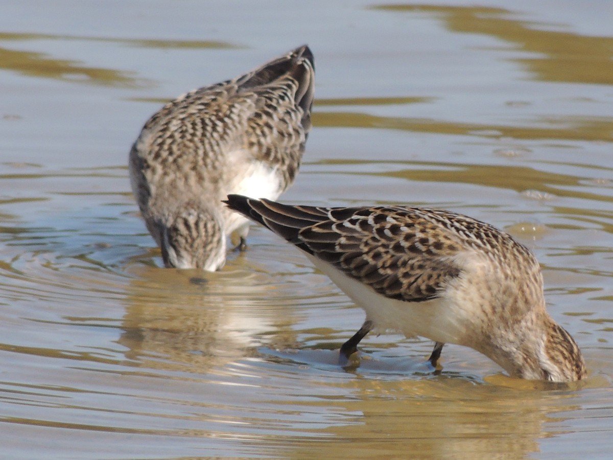 Semipalmated Sandpiper - ML628033551