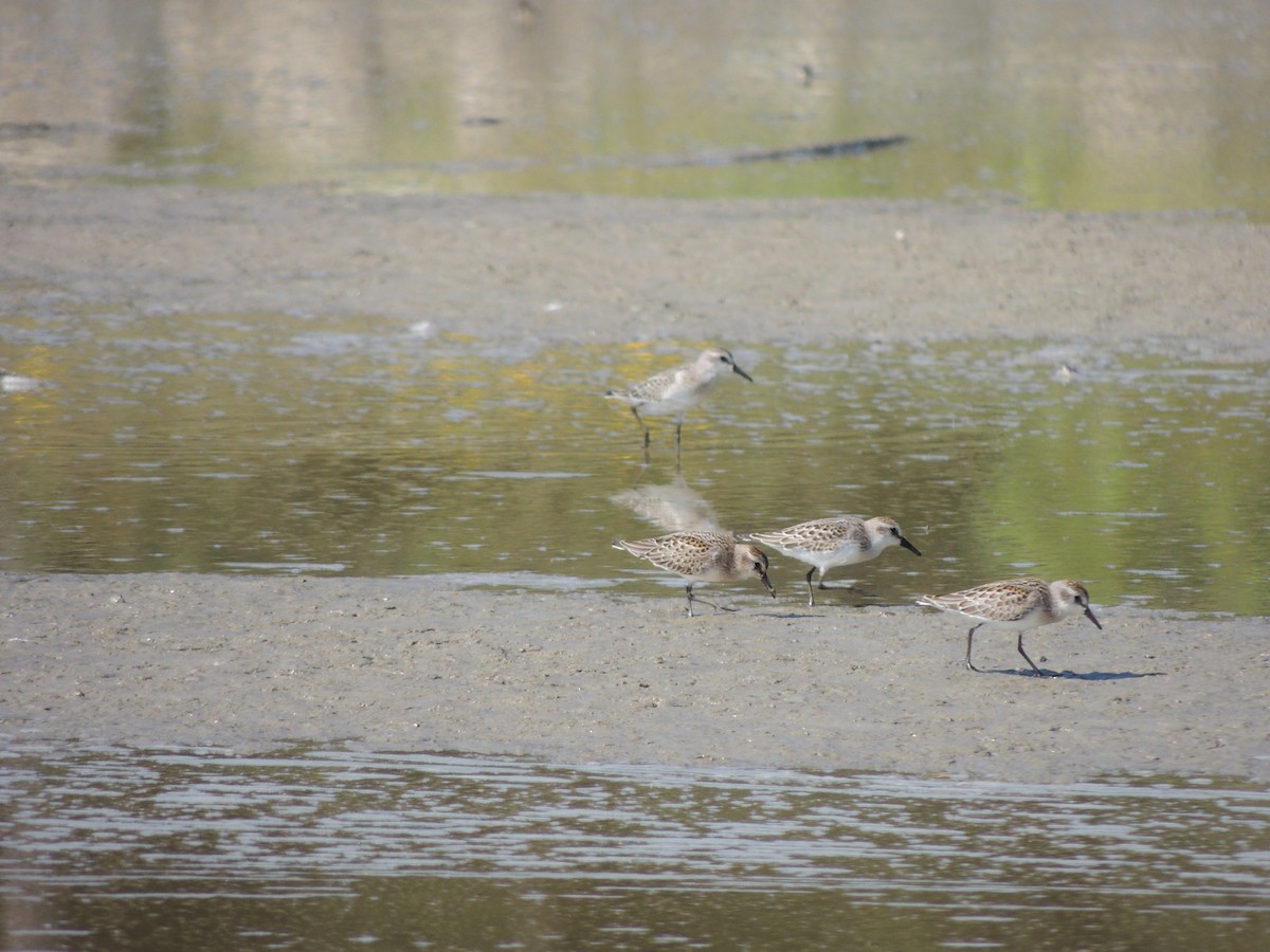 Semipalmated Sandpiper - ML628033554