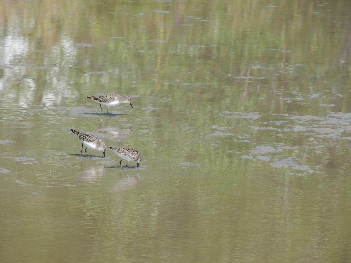 Semipalmated Sandpiper - ML628033555