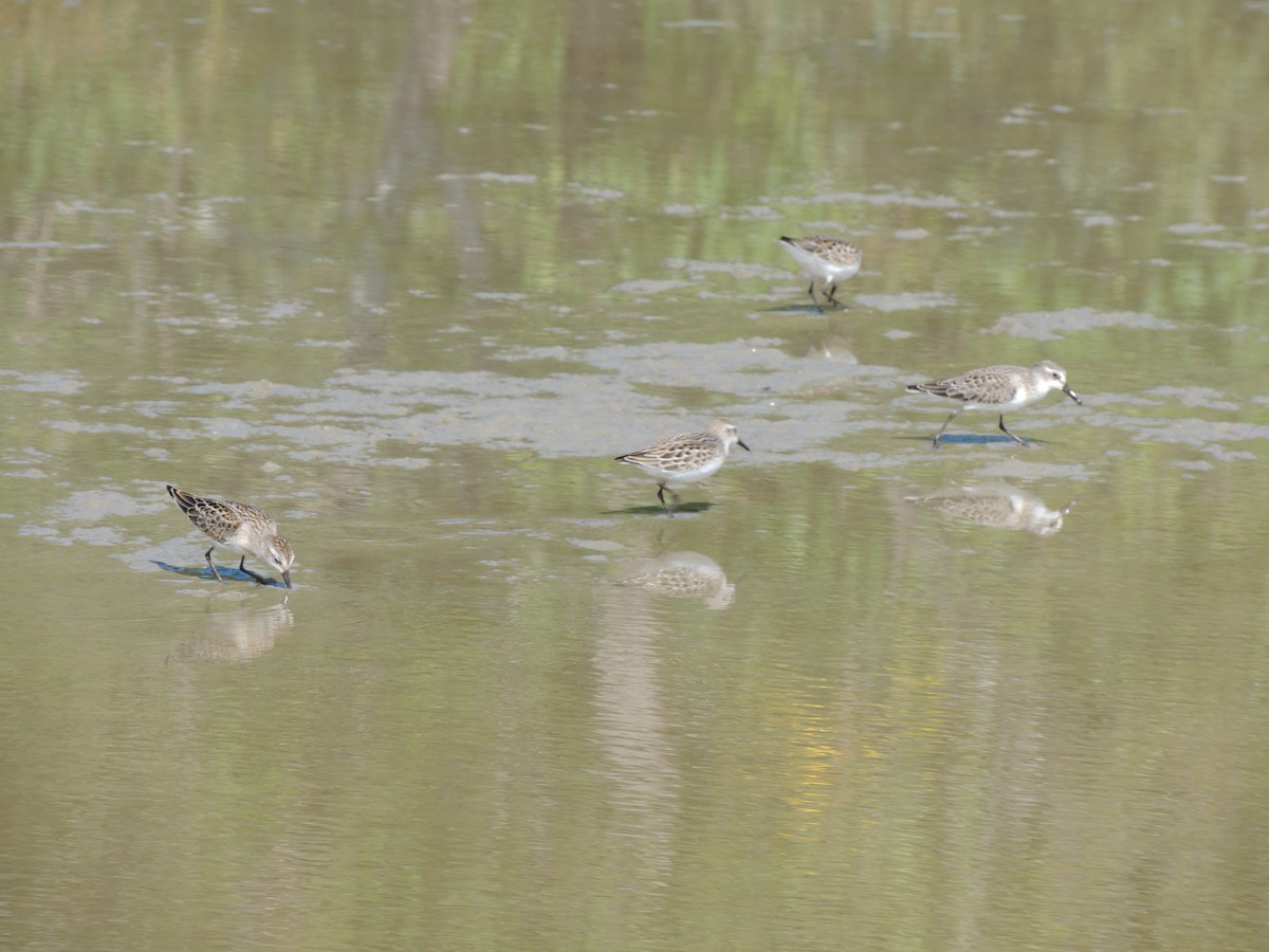 Semipalmated Sandpiper - ML628033557