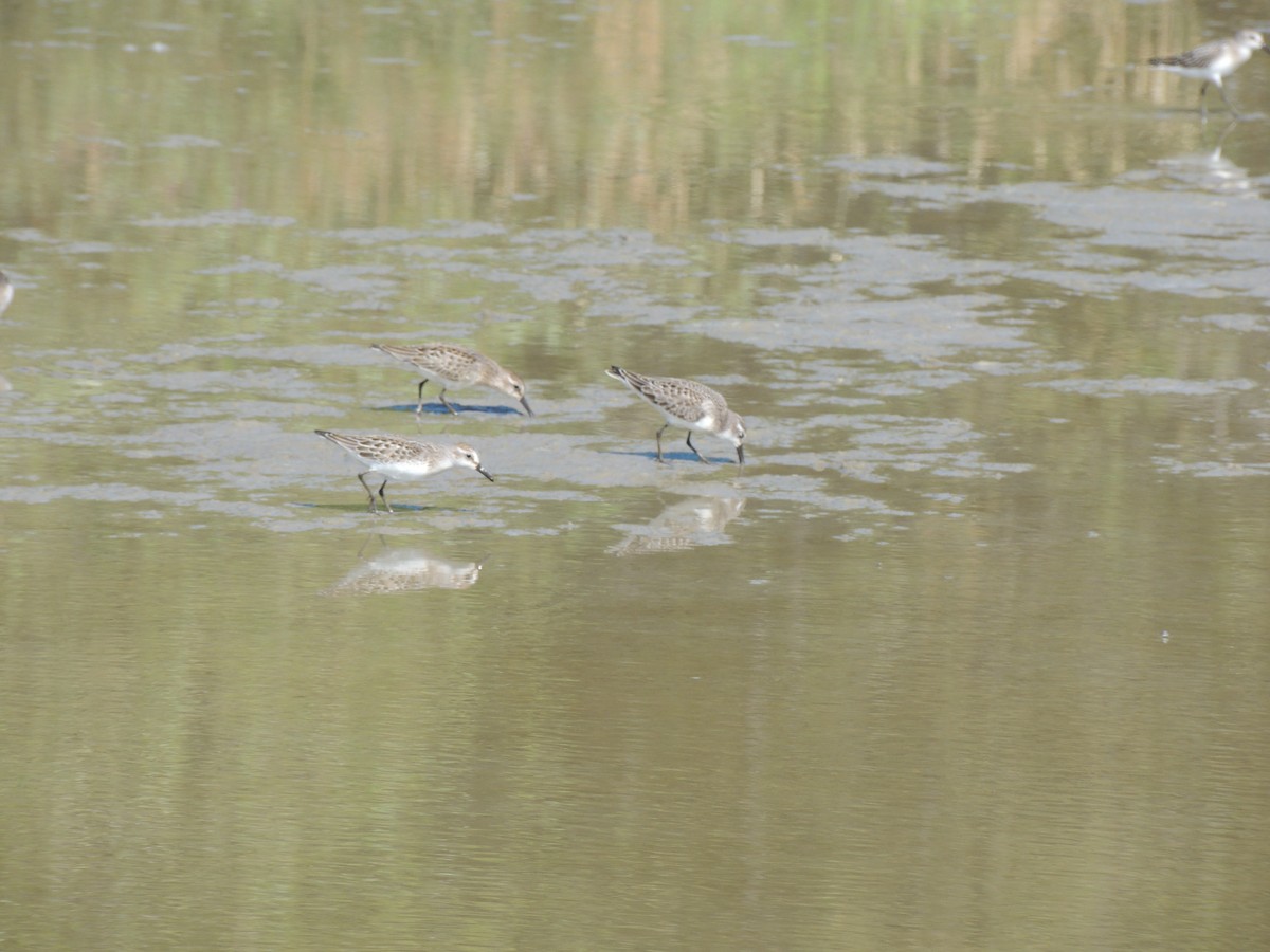 Semipalmated Sandpiper - ML628033558