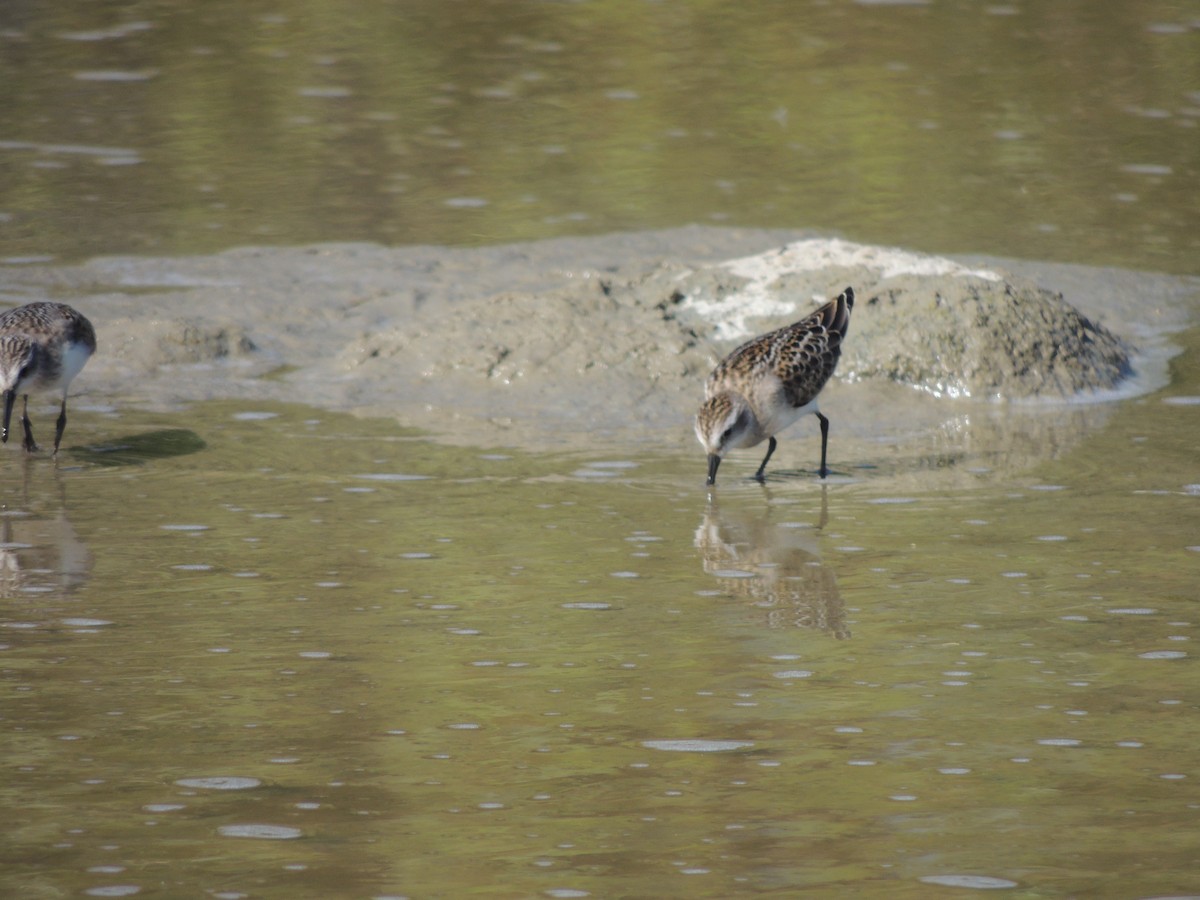 Semipalmated Sandpiper - ML628033559