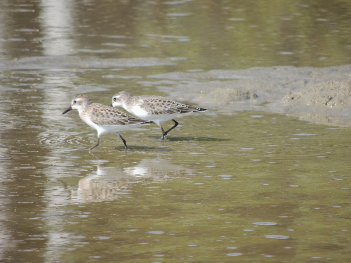 Semipalmated Sandpiper - ML628033560