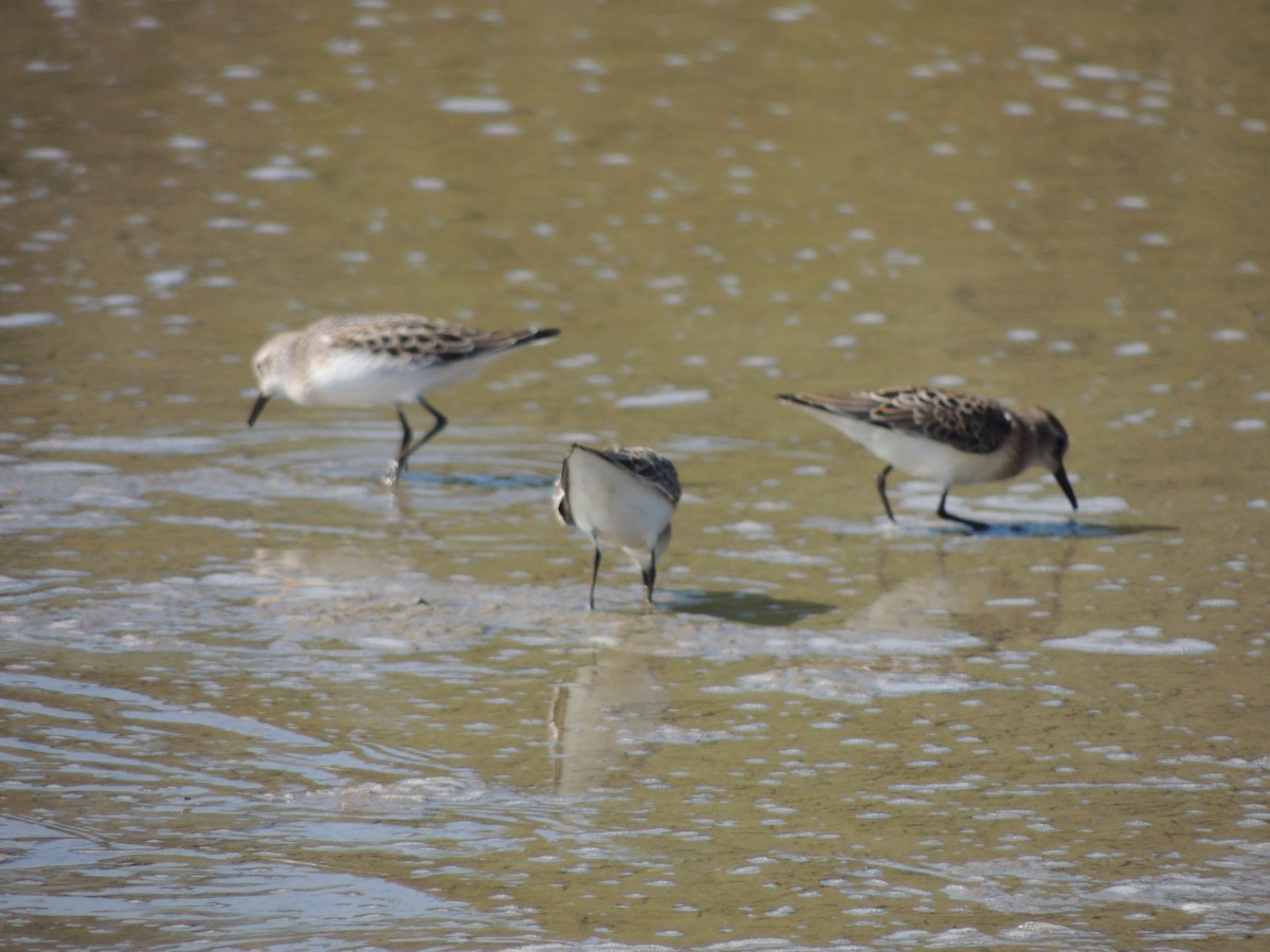 Semipalmated Sandpiper - ML628033561