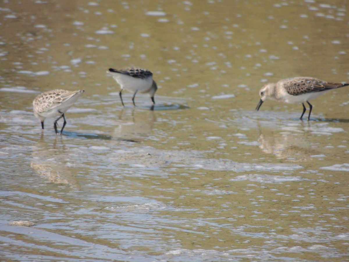 Semipalmated Sandpiper - ML628033564