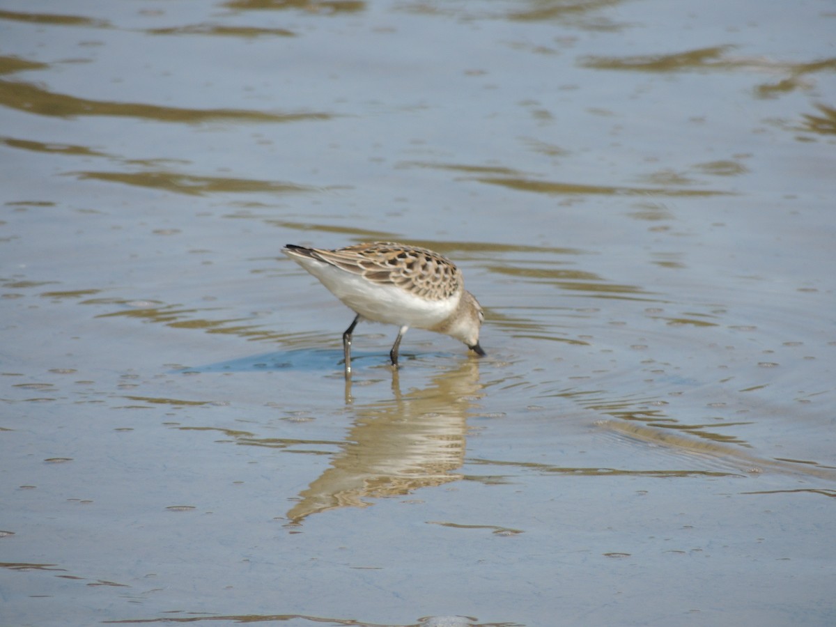 Semipalmated Sandpiper - ML628033565