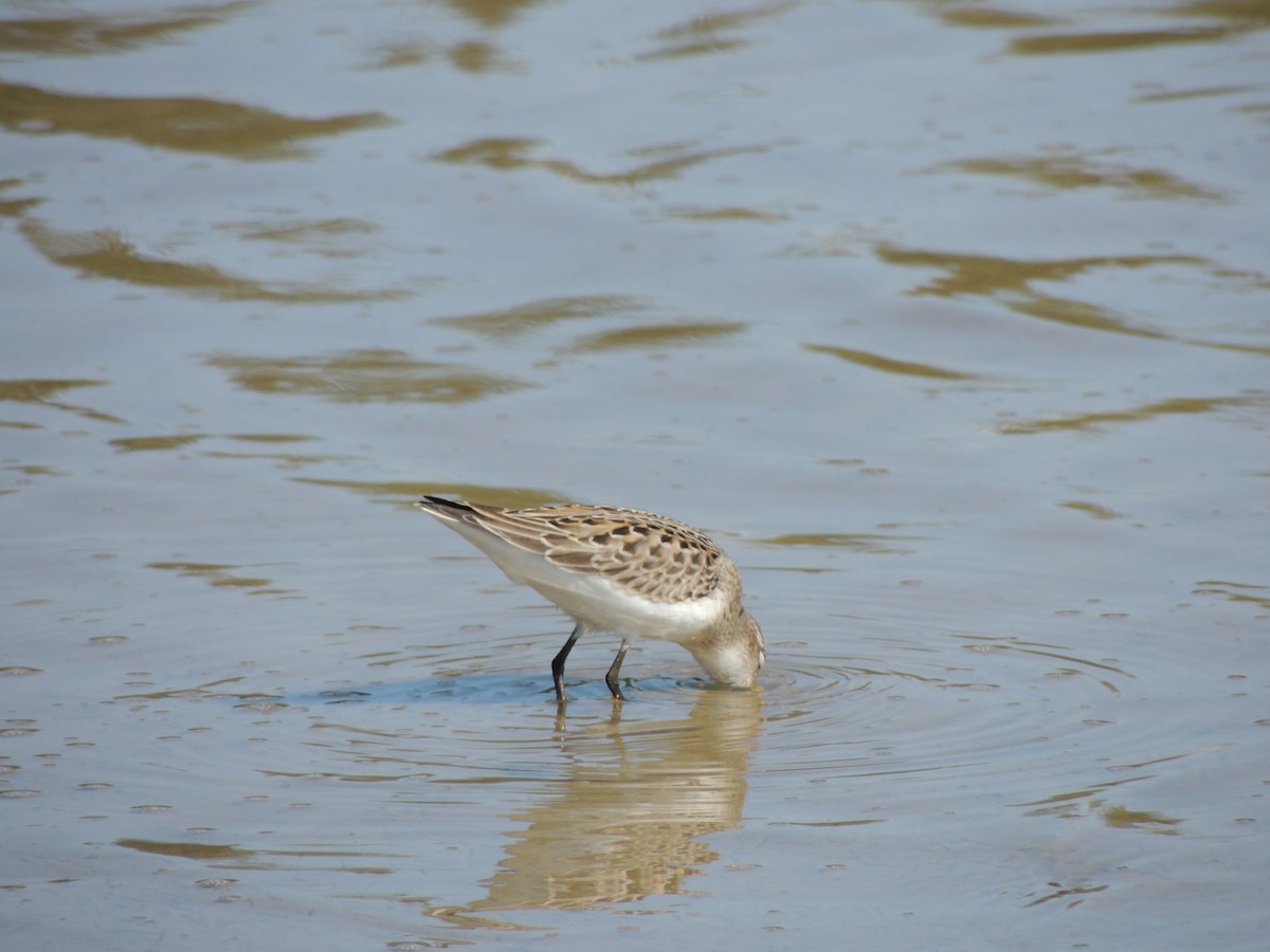 Semipalmated Sandpiper - ML628033566