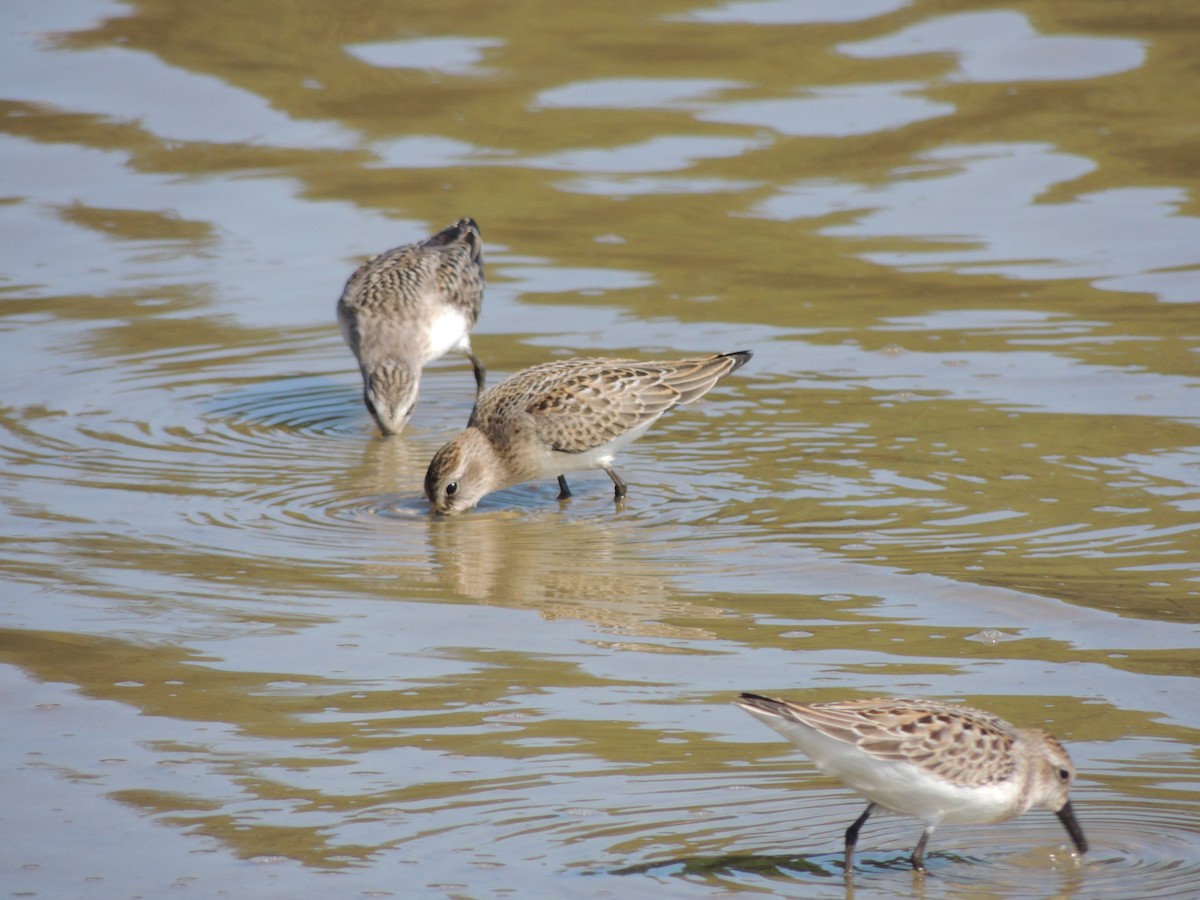 Semipalmated Sandpiper - ML628033567